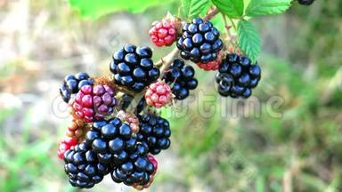 红色和黑色黑莓。 阳光下的黑莓。 灌木上的黑莓。 草地上树枝上的黑莓